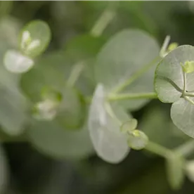 EUCALYPTUS GUNNII