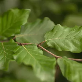 FAGUS SYLVATICA