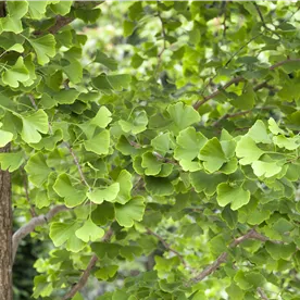 GINKGO BILOBA