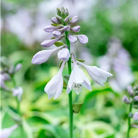 HOSTA WIDE BRIM