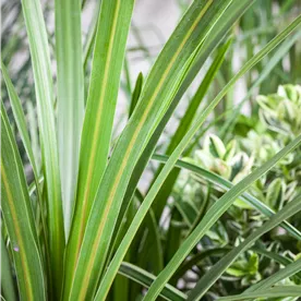 CORDYLINE AUSTRALIS