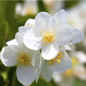 PHILADELPHUS CORONARIUS