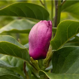 MAGNOLIA BLACK TULIP