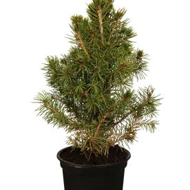 PICEA GLAUCA CONICA