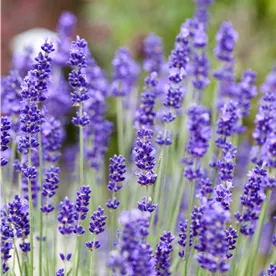 LAVANDULA angustifolia