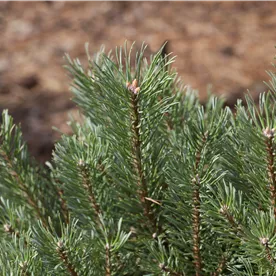 PINUS SYLVESTRIS