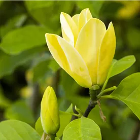 MAGNOLIA DAPHNE