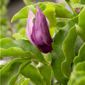 MAGNOLIA BLACK BEAUTY