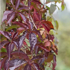 PARTHENOCISSUS QUINQUEFOLIA