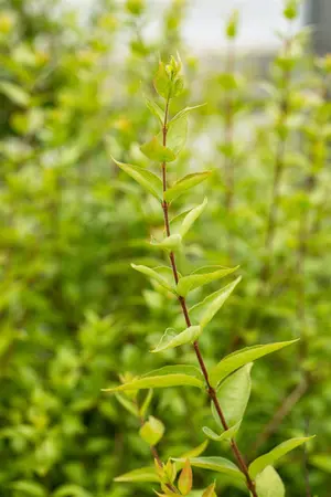 Abelia chinensis - 100-125 CM C35 - image 1