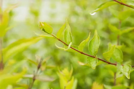 Abelia chinensis - 100-125 CM C35 - image 2