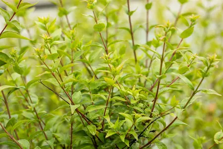 Abelia chinensis - 100-125 CM C35 - image 3