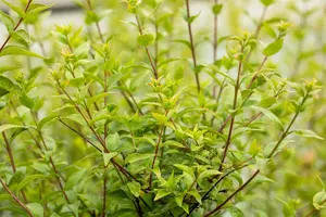 Abelia chinensis - 100-125 CM C35 - image 3