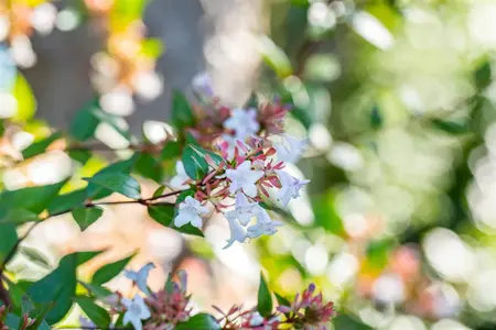 Abelia chinensis - 100-125 CM C35 - image 4