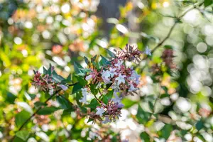 Abelia chinensis 'Autumn Festival' - 15 Ltr pot - image 5