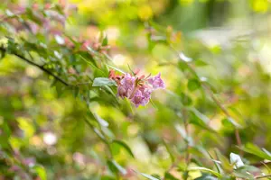 Abelia 'Edward Goucher'