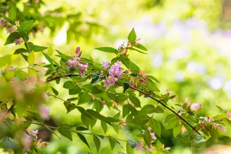 Abelia 'Edward Goucher' - 1.5 Ltr pot - image 2