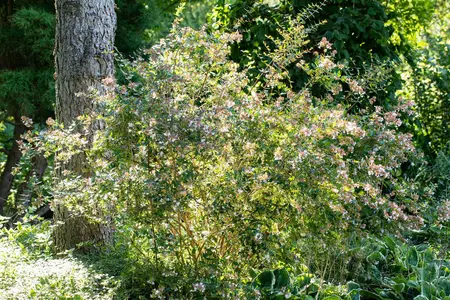 Abelia 'Edward Goucher' - 1.5 Ltr pot - image 3