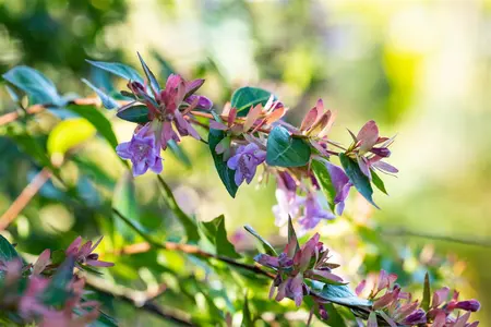 Abelia 'Edward Goucher' - 1.5 Ltr pot - image 4