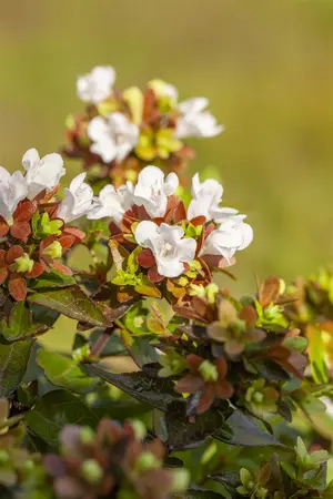 Abelia grand. 'Caramel Charm' - 40-50 CM C20 - image 5