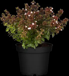 Abelia grand. 'Caramel Charm' - 40-50 CM C20 - image 3