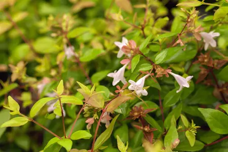 Abelia grand. 'Caramel Charm' - 40-50 CM C20 - image 1