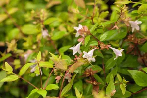 Abelia grand. 'Caramel Charm'