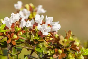 Abelia grand. 'Caramel Charm' - 40-50 CM C20 - image 4