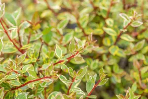 Abelia grand. 'Confetti' - 2 Ltr pot - image 2