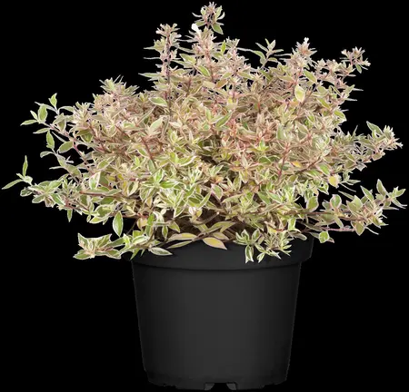 Abelia grand. 'Confetti' - 2 Ltr pot - image 1