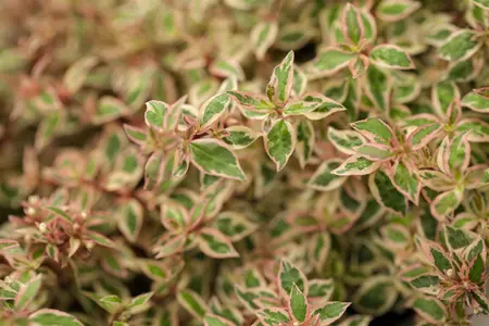 Abelia grand. 'Francis Mason' - 3 Ltr pot