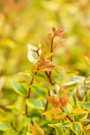 Abelia grand. 'Kaleidoscope' - 1.5 Ltr pot - image 4