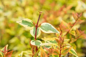 Abelia grand. 'Kaleidoscope' - 1.5 Ltr pot - image 2