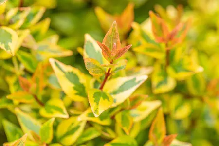 Abelia grand. 'Kaleidoscope' - 1.5 Ltr pot - image 3