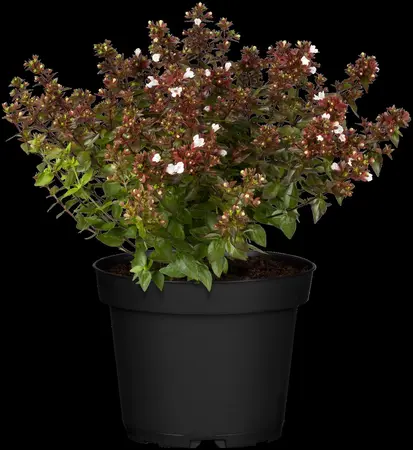 Abelia grand. 'Radiance' - 2 Ltr pot - image 3