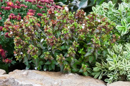 Abelia grand. 'Radiance' - 2 Ltr pot - image 2