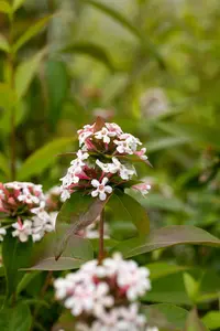 Abelia mosanensis - 3 Ltr pot - image 5