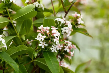 Abelia mosanensis - 3 Ltr pot - image 1