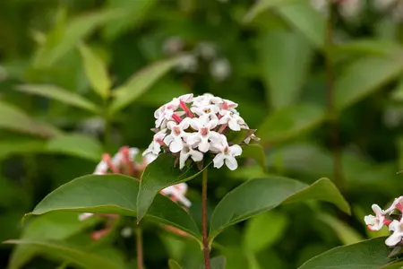 Abelia mosanensis - 3 Ltr pot - image 2