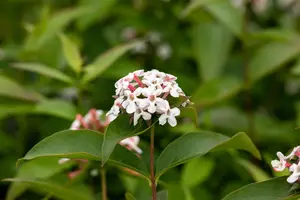 Abelia mosanensis - 3 Ltr pot - image 2