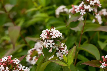 Abelia mosanensis - 3 Ltr pot - image 3