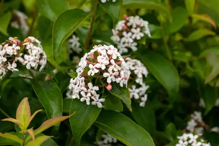 Abelia mosanensis - 3 Ltr pot - image 4