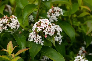 Abelia mosanensis - 3 Ltr pot - image 4