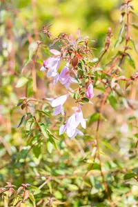 Abelia 'Pinky Bells'? - 3 Ltr pot - image 2