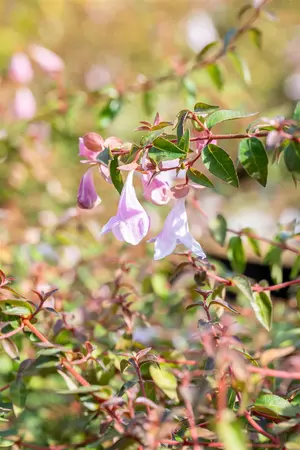 Abelia 'Pinky Bells'? - 3 Ltr pot - image 3