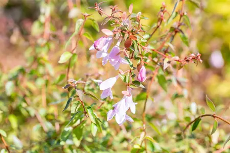 Abelia 'Pinky Bells'? - 3 Ltr pot - image 1