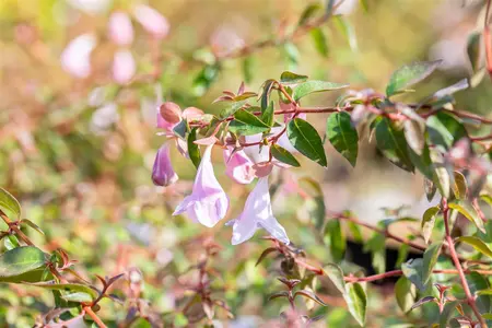 Abelia 'Pinky Bells'? - 3 Ltr pot - image 4