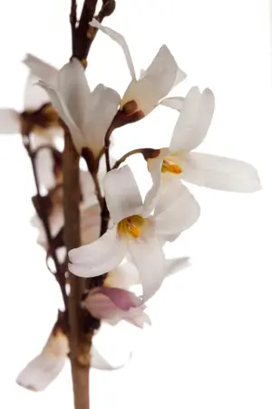 Abeliophyllum distichum - 3 Ltr pot - image 2