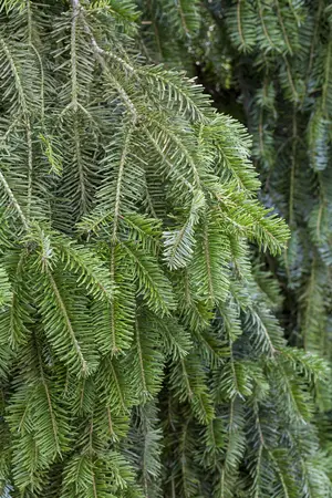 Abies alba 'Pendula' - 40-50 CM C7.5