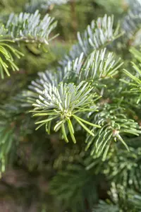 Abies amabilis 'Spreading Star' - 30-40 CM RB - image 2